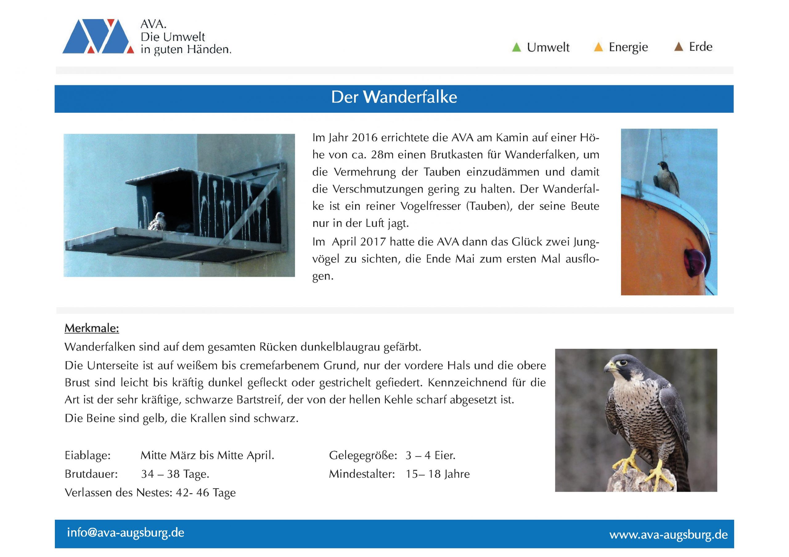 AVA Plakat – der Wanderfalke