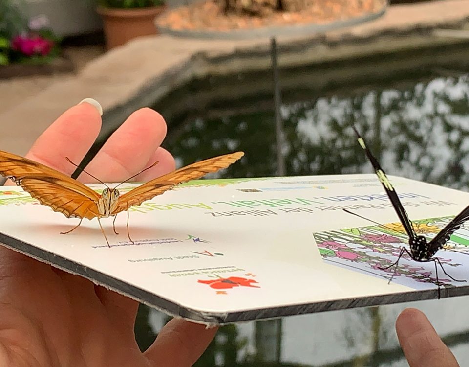 Wir sind Partner der Allianz Insekten.Vielfalt.Augsburg.