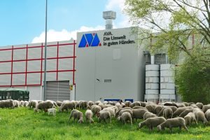 Schafe auf der Blühwiese